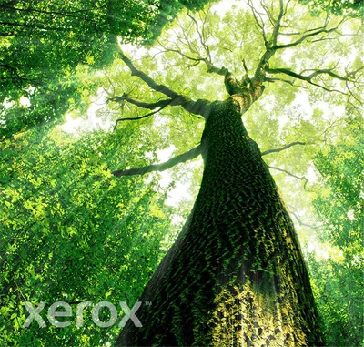 XEROX-XER006R03666